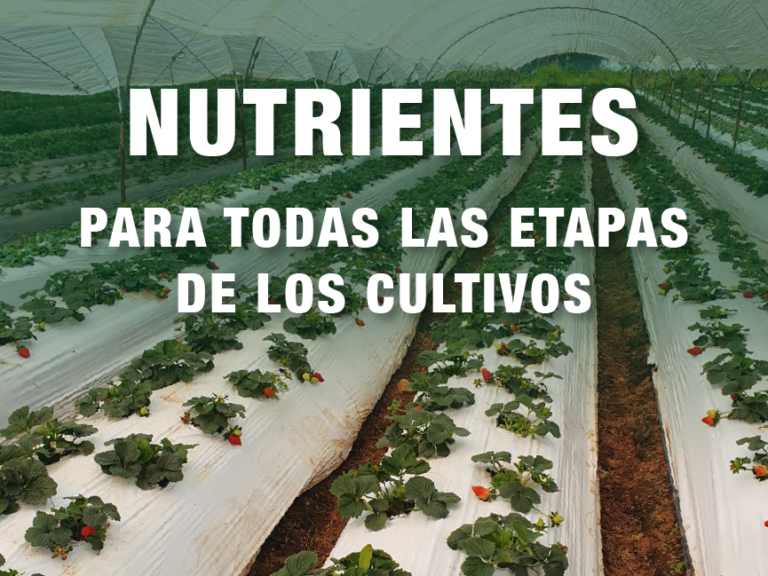 PAC_Nutrientes